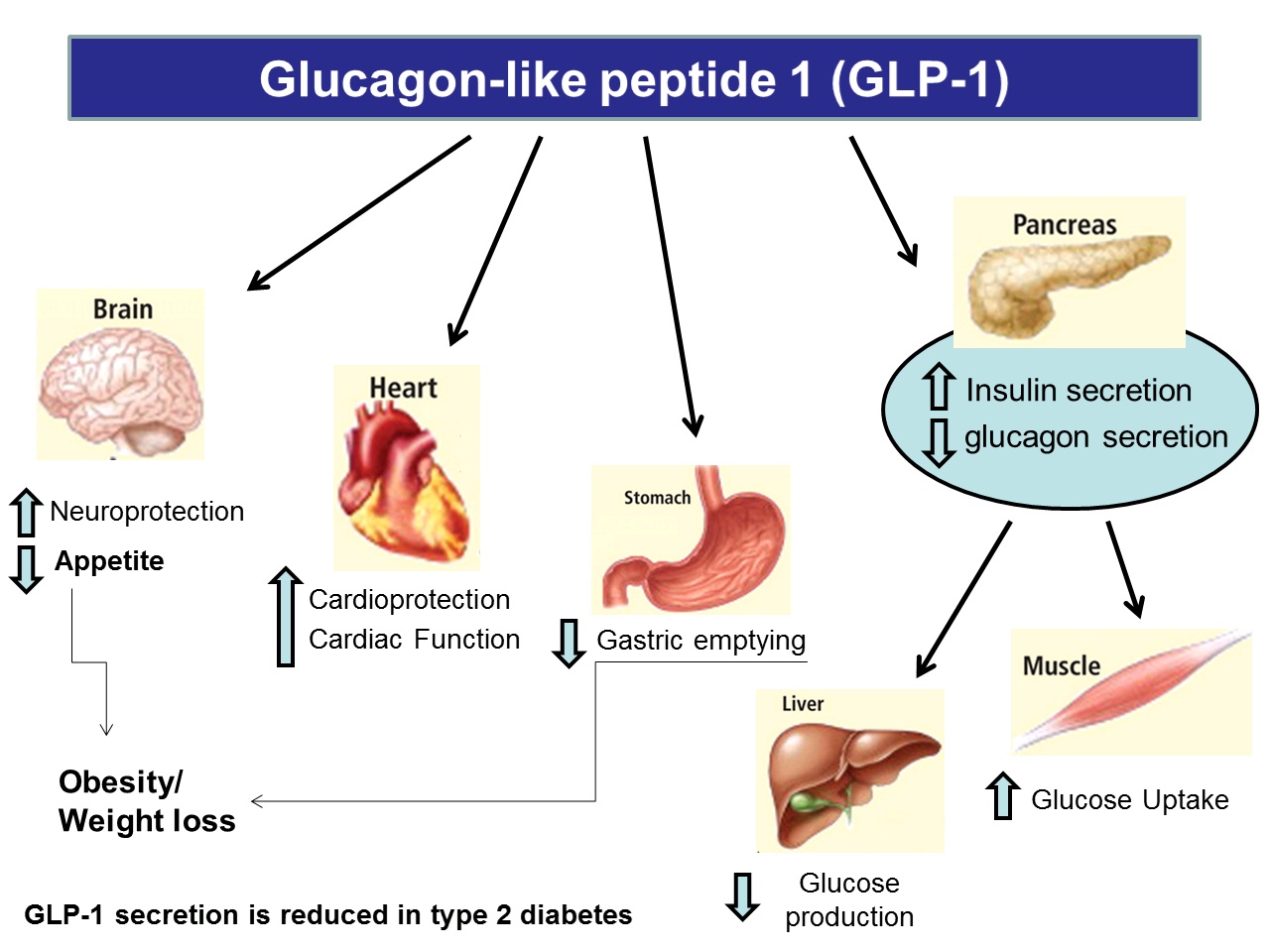 is exenatide a glp 1 agonist Media Centre