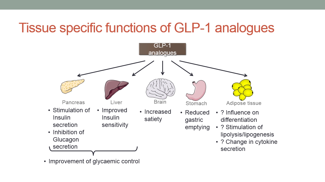 what is glp 1 analogue Media Centre